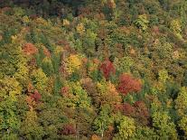 Autumn Forest Landscape Near Loft Mountain, Shenandoah National Park, Virginia, USA-James Green-Framed Photographic Print