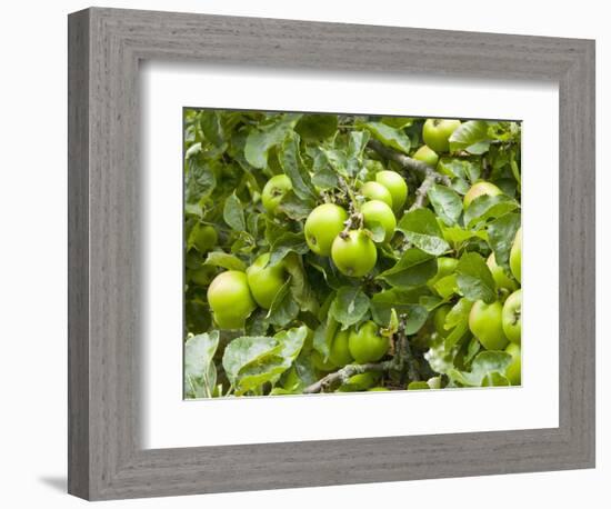 James Grieve Apples, England-Paul Thompson-Framed Photographic Print