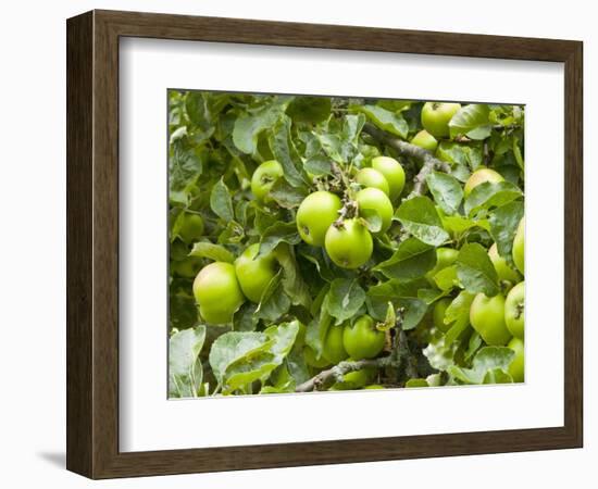 James Grieve Apples, England-Paul Thompson-Framed Photographic Print