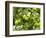 James Grieve Apples, England-Paul Thompson-Framed Photographic Print