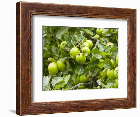 James Grieve Apples, England-Paul Thompson-Framed Photographic Print