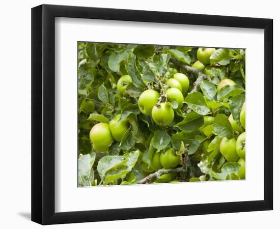 James Grieve Apples, England-Paul Thompson-Framed Photographic Print