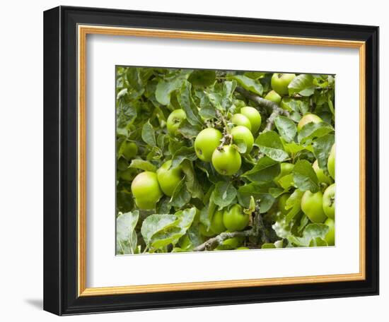 James Grieve Apples, England-Paul Thompson-Framed Photographic Print