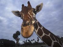 Giraffe, Africa-James Gritz-Photographic Print