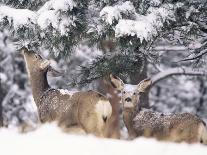Mule Deer Mother and Fawn in Snow, Boulder, Colorado, United States of America, North America-James Gritz-Framed Photographic Print