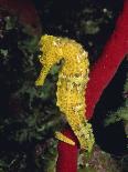 Koala Bear in a Tree in Captivity, Australia, Pacific-James Gritz-Photographic Print