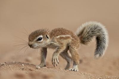 Baby Cape Ground Squirrel (Xerus Inauris)' Photographic