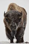 Bison (Bison Bison) Bull Covered with Snow in the Winter-James Hager-Photographic Print