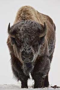Bison (Bison Bison) Bull Covered with Frost in the Winter by James Hager