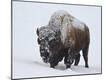 Premium Photographic Print
