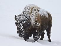 Bison (Bison Bison) Bull Covered with Frost in the Winter-James Hager-Photographic Print