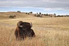 Bison (Bison Bison) Cow and Calf-James Hager-Photographic Print
