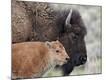 Photographic Print