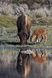 Bison (Bison Bison) Cow and Calf-James Hager-Photographic Print