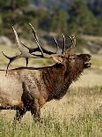 Bull Elk (Cervus Canadensis) Bugling, Rocky Mountain National Park, Colorado, Usa-James Hager-Photographic Print