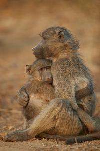Chacma baboon (Papio ursinus) comforting a young one, Kruger National Park, South Africa, Africa by James Hager