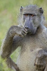 Chacma Baboon (Papio Ursinus) Eating, Kruger National Park, South Africa, Africa by James Hager