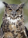 Spotted Eagle Owl, Kgalagadi Transfrontier Park, South Africa-James Hager-Photographic Print