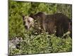 Photographic Print