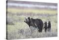 Stretched Canvas Print