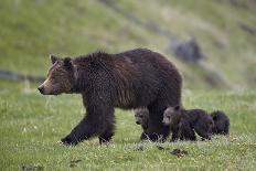 Grizzly Bear (Ursus Arctos Horribilis) Sow and Three Cubs of the Year, Yellowstone National Park-James Hager-Photographic Print