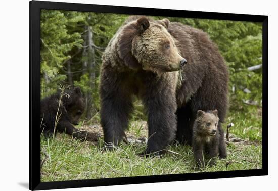 Photographic Print, , large