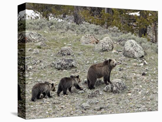 Stretched Canvas Print, , large