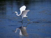 Immature Little Blue Heron (Egretta Caerulea), Everglades National Park, Florida-James Hager-Photographic Print