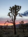 Joshua Tree at Sunset, Joshua Tree National Park, California-James Hager-Photographic Print