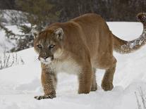 Mountain Lion or Cougar in Snow, Near Bozeman, Montana, USA-James Hager-Photographic Print