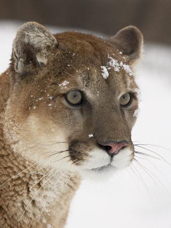 Mountain Lions & Pumas Photography Wall Art: Prints, Paintings & Posters |  Art.com