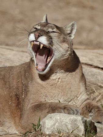 Puma desert sale