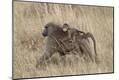 Photographic Print