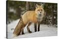 Stretched Canvas Print