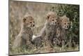 Photographic Print