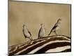 Photographic Print