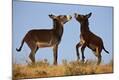 Photographic Print