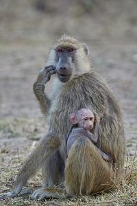Yellow baboon mother and days-old infant, Ruaha National Park, Tanzania, East Africa, Africa by James Hager