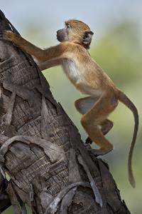 Yellow baboon (Papio cynocephalus), juvenile climbing a palm tree, Selous Game Reserve, Tanzania, E by James Hager