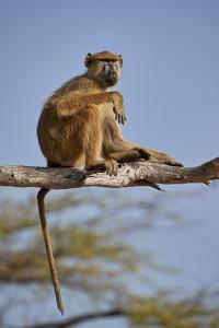 Yellow baboon (Papio cynocephalus), Selous Game Reserve, Tanzania, East Africa, Africa by James Hager
