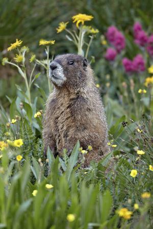 Marmot sublime deals