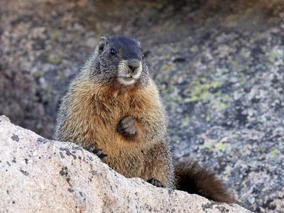 Yellow-Bellied Marmot (Marmota Flaviventris), Arapaho-Roosevelt
