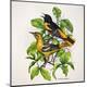 Premium Giclee Print