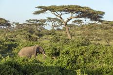 Elephant Walks Through Jungle Landscape, Ngorongoro, Tanzania-James Heupel-Photographic Print