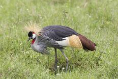 Grey-Crowned Crane Hunting, Ngorongoro Conservation Area, Tanzania-James Heupel-Photographic Print
