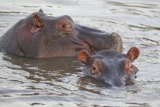 Two Hippos Fighting in Foreground of Mostly Submerged Hippos in Pool-James Heupel-Photographic Print
