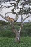 Leopards Sitting in a Yellow Acacia Tree, Ngorongoro Area, Tanzania-James Heupel-Photographic Print