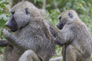 Sitting Yellow Baboon Grooms the Back of an Adult, Arusha NP, Tanzania by James Heupel