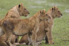 Lionness Lies in an Acacia, Ngorongoro Conservation Area, Tanzania-James Heupel-Photographic Print