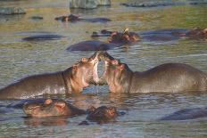 Hippos Swim Beside Each Other, Ngorongoro Conservation Area, Tanzania-James Heupel-Photographic Print